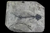 Discosauriscus (Early Permian Reptiliomorph) - Czech Republic #76376-1